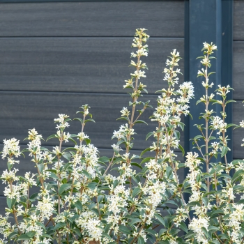 Osmanthus - delavayi - Heaven Scent - TM