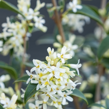 Osmanthus - delavayi - Heaven Scent - TM