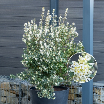 Osmanthus - delavayi - Heaven Scent - TM