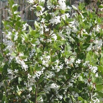 Osmanthus - delavayi - Heaven Scent - TM