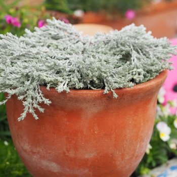 Ozothamnus - hybride - County Park Silver - COV