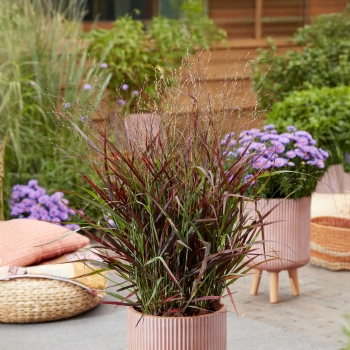 Panicum - virgatum - Hot Rod - ECGPHR19