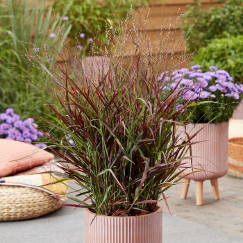 Panicum - virgatum - Hot Rod - ECGPHR19