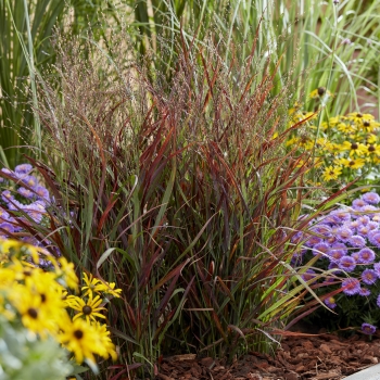 Panicum - virgatum - Hot Rod - ECGPHR19