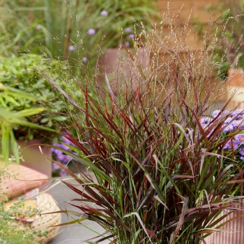 Panicum - virgatum - Hot Rod - ECGPHR19