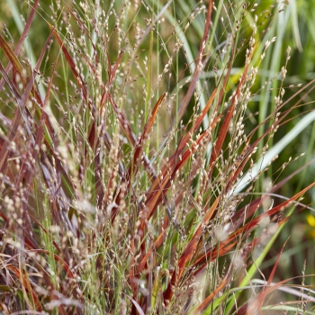Panicum - virgatum - Hot Rod - ECGPHR19