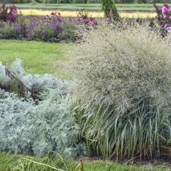 Panicum - hybride - Niagara Falls - COV