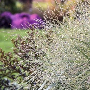 Panicum - hybride - Niagara Falls - COV