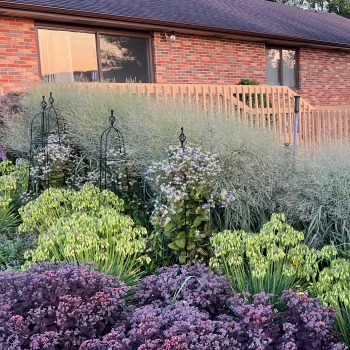 Panicum - hybride - Niagara Falls - COV