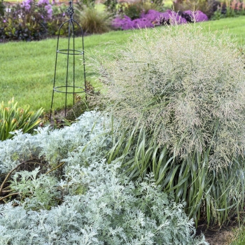 Panicum - hybride - Niagara Falls - COV