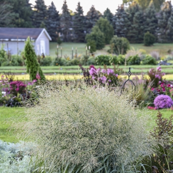 Panicum - hybride - Niagara Falls - COV