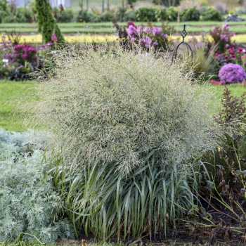 Panicum - hybride - Niagara Falls - COV