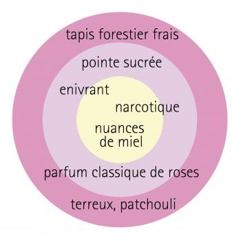 Rosa - hybride - Parole® - korbilant