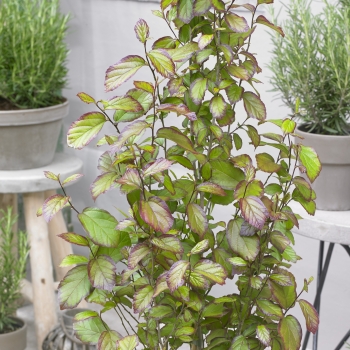 Parrotia - persica - Persian Spire - JLPN01