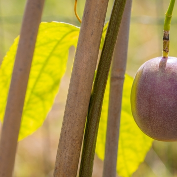 Passiflora - edulis  - Abundance - Mithpasab