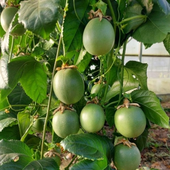 Passiflora - edulis  - Abundance - Mithpasab