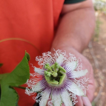 Passiflora - edulis  - Abundance - Mithpasab