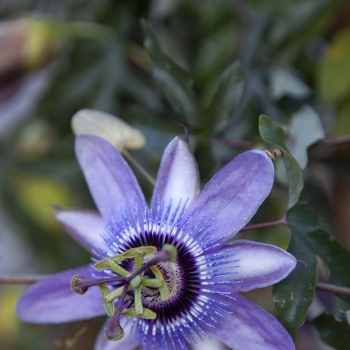 Passiflora - hybride - Betty Myles Young - COV