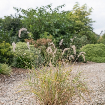 Pennisetum - hybride - Dancing in the Rain - COV