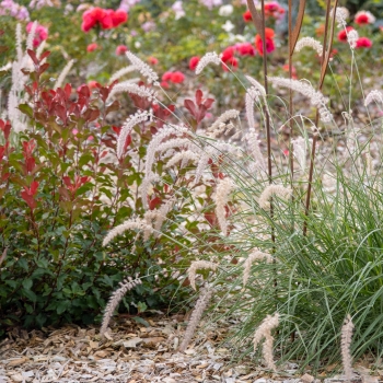 Pennisetum - hybride - JS Dancing in the Rain - COV