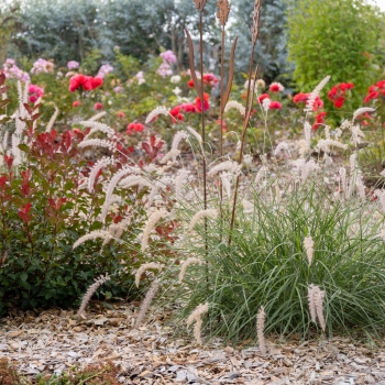 Pennisetum - hybride - JS Dancing in the Rain - COV