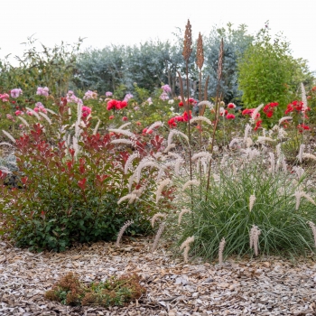 Pennisetum - hybride - JS Dancing in the Rain - COV