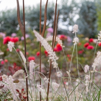 Pennisetum - hybride - JS Dancing in the Rain - COV
