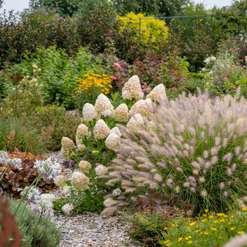 Pennisetum - hybride - Foxy Red - KK