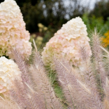 Pennisetum - hybride - Foxy Red - KK