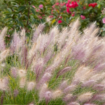 Pennisetum - hybride - Foxy Red - KK