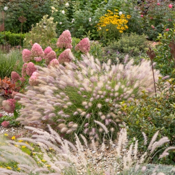 Pennisetum - hybride - Foxy Red - KK