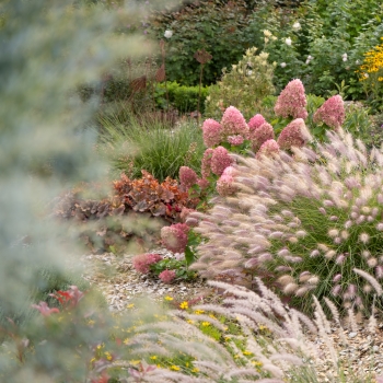 Pennisetum - hybride - Foxy Red - KK