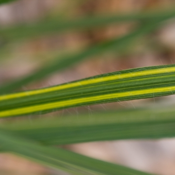 Pennisetum - hybride - Neon Lights - JOJO100