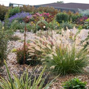 Pennisetum - hybride - Neon Lights - JOJO100