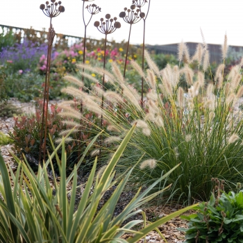 Pennisetum - hybride - Neon Lights - JOJO100