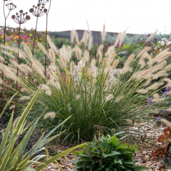 Pennisetum - hybride - Neon Lights - JOJO100