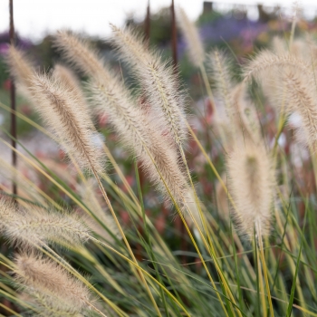 Pennisetum - hybride - Neon Lights - JOJO100