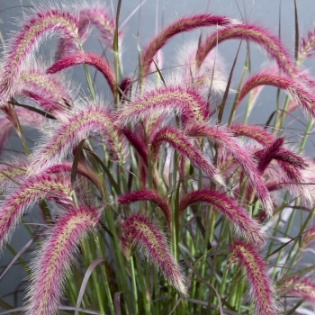Pennisetum - advena - Tiny Tails  - TUS022