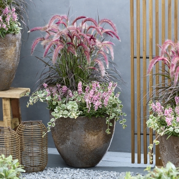 Pennisetum - advena - Tiny Tails  - TUS022