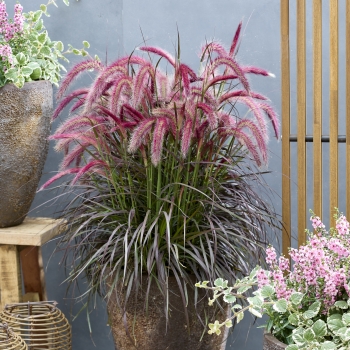 Pennisetum - advena - Tiny Tails  - TUS022