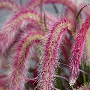 Pennisetum - advena - Tiny Tails  - TUS022