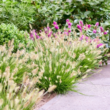 Pennisetum - alopecuroides - Tiny Twinkler - COV