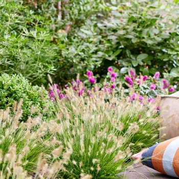 Pennisetum - alopecuroides - Tiny Twinkler - COV