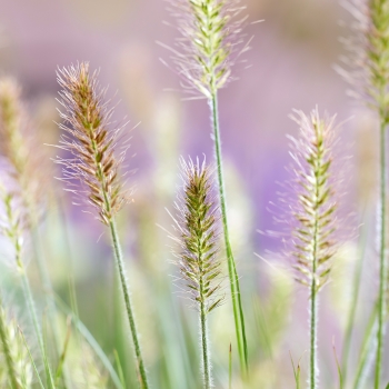 Pennisetum - alopecuroides - Tiny Twinkler - COV