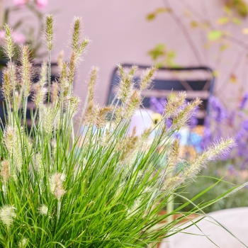 Pennisetum - alopecuroides - Tiny Twinkler - COV