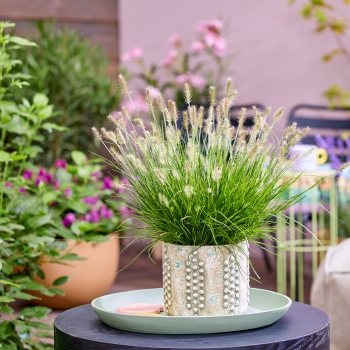 Pennisetum - alopecuroides - Tiny Twinkler - COV