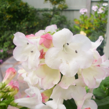 Penstemon - Hybride - Blush - COV