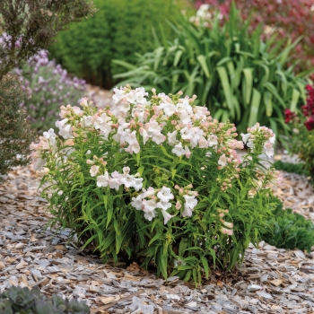 Penstemon - Hybride - Blush - COV