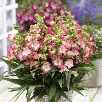 Penstemon - hybride - Pink - COV