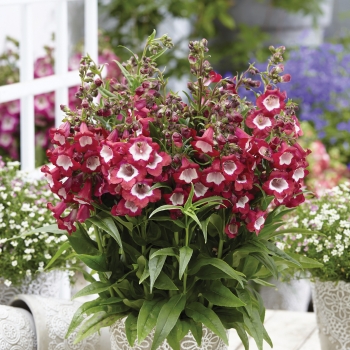 Penstemon - hybride - Red - YAPRUBY